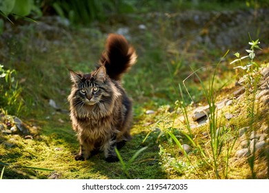 The Cat Looks To The Side And Sits On A Green Lawn In Bushes And Thickets. Portait Of A Fluffy Maine Coon Cat In Nature, Close Up