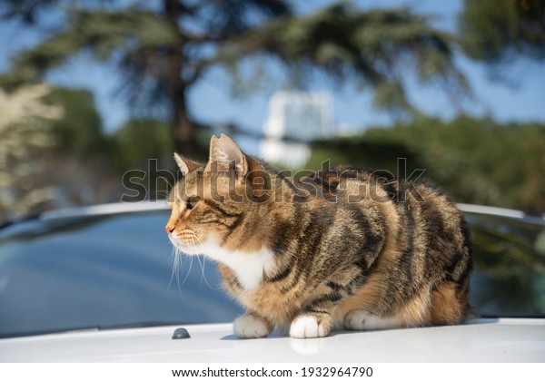 The cat looks to the side and sits on the white car.\
Close up portrait of green-eyed fluffy gray cat in nature.\
Selective focus the cat