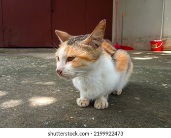 The Cat Looks To The Side And Sits In The Yard.  Portrait Of A Cute Cat Outside The House.