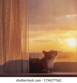 The Cat Looks At The Sunset Outside The Window With An Orange Light. The Concept Of Stay Home Because Of The Pandemic Coronavirus