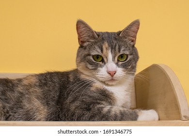 cat looks surprised lying on a wooden shelf