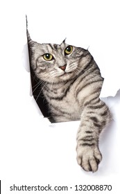 Cat Looks Through A Hole In Paper