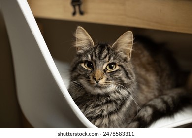 A cat lounges under a chair, below a desk - Powered by Shutterstock