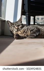 Cat Lounging By A Window Sun Bathing 