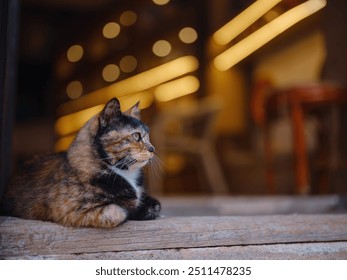 Cat lounging on the doorstep of a souvenir shop in AntalyaTurkey - Powered by Shutterstock