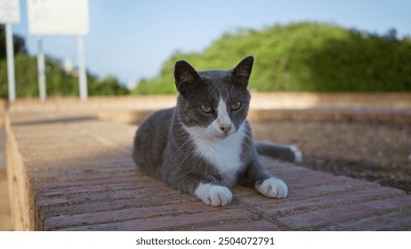 Cat lounging outdoors on a city street, looking adorable against the urban background in an exterior setting with a park, making for a cute scene in town