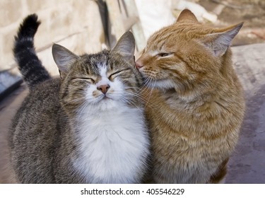Love Cat Hd Stock Images Shutterstock