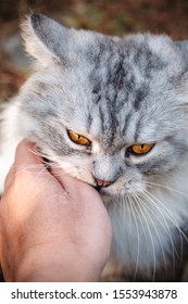 A Cat Love Bite When He's Being Petted. 