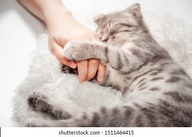 Cat love By the hand grip at hand. happy cat lovely comfortable sleeping by the woman stroking hand grip at . love to animals concept .