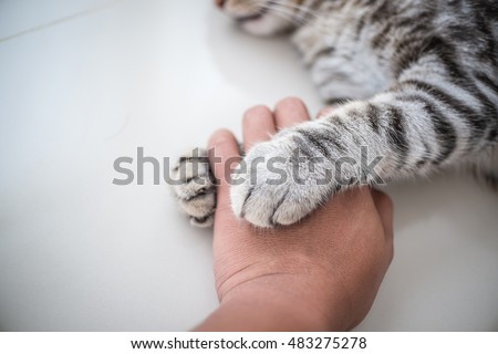 Cat love By the hand grip at hand.