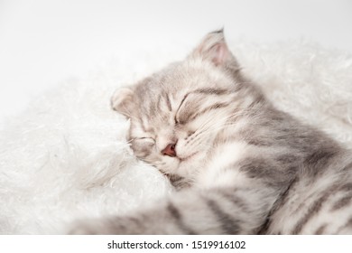 Cute Tabby Kitten Sleeping On White Stock Photo 1897049548 | Shutterstock