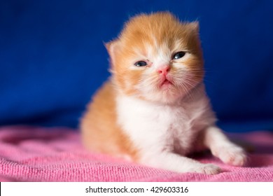 Cat  lovely kittens orange brown color and white color