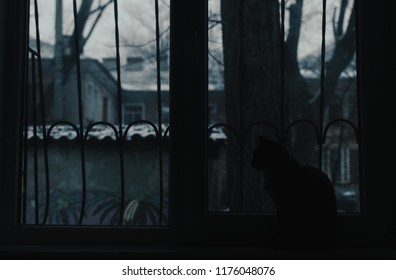cat in lowlight