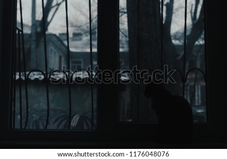 cat in lowlight