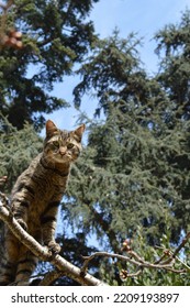 The Cat Lying In The Basket, The Cat Walking On The Treetop, The Cat Walking Around The House.