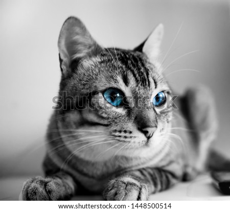 Similar – Image, Stock Photo Cat looks playfully into the camera