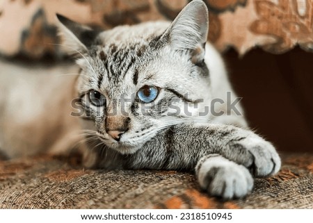 The cat is lying down, the color point cat is watching. Close-up, selective focus 