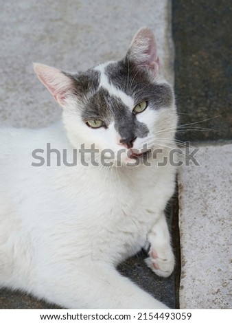 Cat lying down on the floor with black and white tiles, lookin into the camera