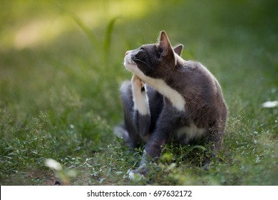 Cat Lying Down On The Grass And Scratching Fleas