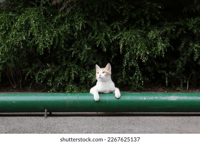 Cat Lying Down in the Parking Lot Looking Up at the Sky