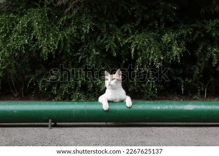 Cat Lying Down in the Parking Lot Looking Up at the Sky