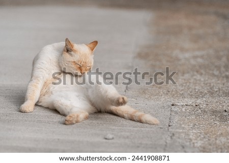 Cat lying down and relaxing in the parking lot