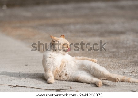 Cat lying down and relaxing in the parking lot