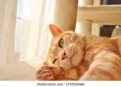 Chat Clin D Oeil Images Photos Et Images Vectorielles De Stock Shutterstock