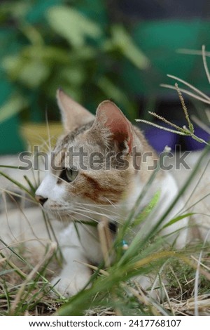 A cat is lying in the grass, its paws stretched out in front of it. The cat is a tabby, with a brown and white coat. Its eyes are a bright green, and its tail is curled around its body. Stock photo © 