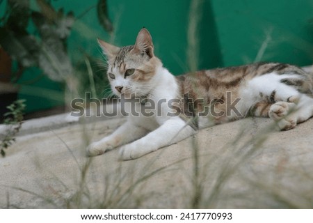 A cat is lying in the grass, its paws stretched out in front of it. The cat is a tabby, with a brown and white coat. Its eyes are a bright green, and its tail is curled around its body. Stock photo © 