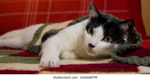 Cat lying looking at camera
