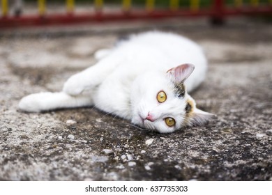 Cat Lying And Looking At Camera.