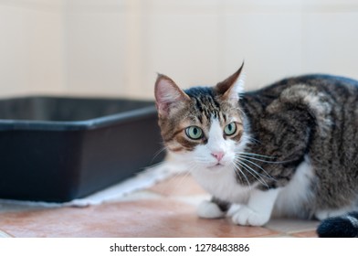 Cat Lying Near The Litter Box.