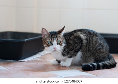 Cat Lying Near The Litter Box.