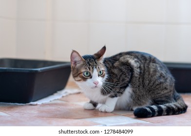 Cat Lying Near The Litter Box.