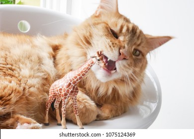 Cat Lying Next To A Plastic Giraffe. Mouth Open Ready To Chew. Close Up.