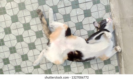 Cat lying on the back