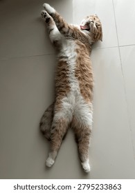 The cat is lying on its back.