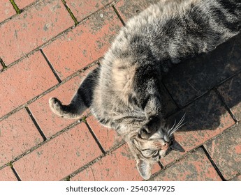 Cat lying on its back with paws in the air - Powered by Shutterstock