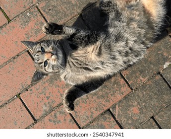 Cat lying on its back with paws in the air - Powered by Shutterstock