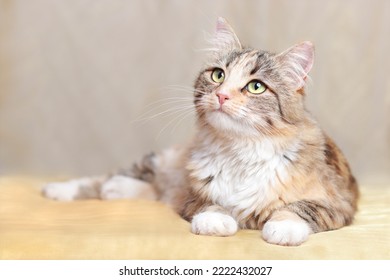 Cat is lying on a beautiful yellow background. Place for text. Cat rests on a orange blanket. Cute Cat looking at looks away. Kitten with big green eyes close-up. Pet. Beautiful Kitten. Without people - Shutterstock ID 2222432027