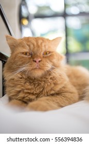 Cat lying on the bed