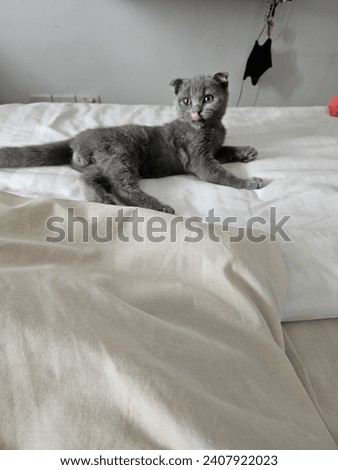 cat lying on the bed