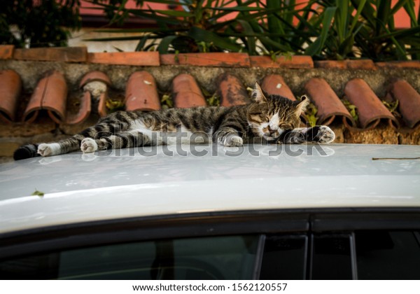 \
cat lying on the\
car