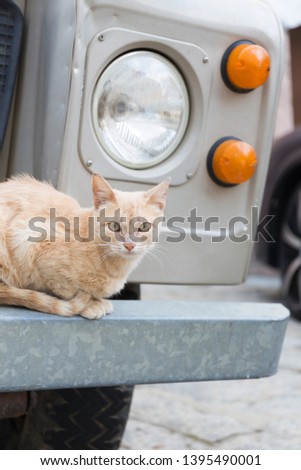 Cat lying on car bumper