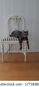 Cat Lying On A Chair Paws Reaching Down