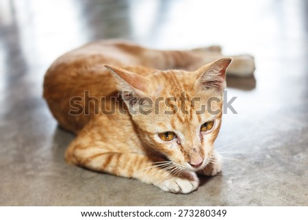 the cat lying on concrete floor.