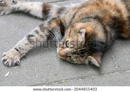 Cat Lying On The Floor 