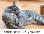 A cat lying on the floor grooming itself