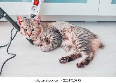 Cat Lying On The Leg Of A Piece Of Furniture In The House Looks Amused Waiting For His Toy. Pixie Bob Breed Feline. Very Rare And Exotic Animal Related To The Spanish Iberian Lynx. Rest Peacefully.